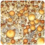 Псилоцибиновые (галлюциногенные)  грибы Psilocybin "Golden Teacher" в Билибино